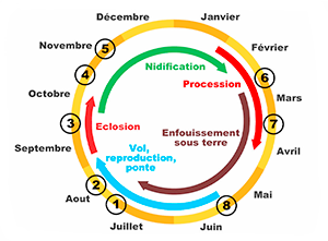 CYCLE DE LA CHENILLE PROCESSIONNAIRE